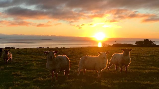 Sheep Ireland publishes first 2024 genomic evaluation