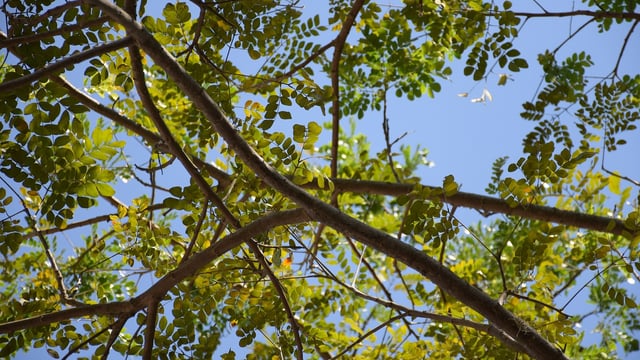 Muir welcomes wind energy market engagement for DAERA forests