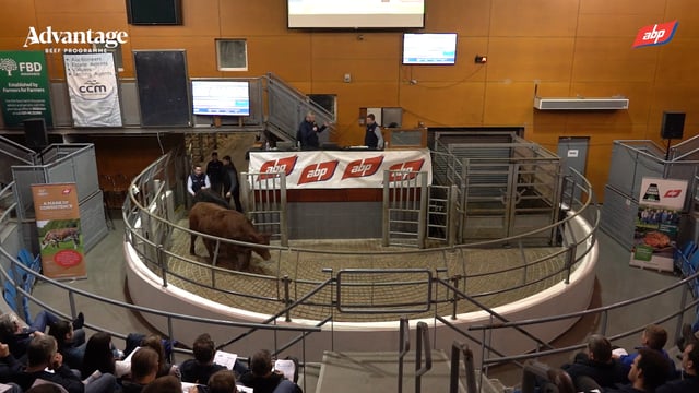 Watch: Dairy and beef farmers discuss calf quality at Fermoy event