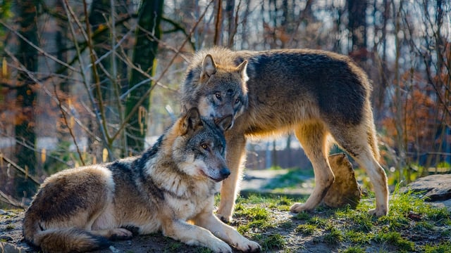 EU Parliament 'fast tracks' vote on wolves' protection status