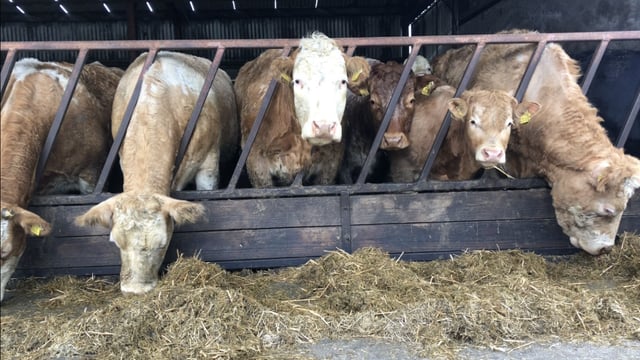 Pre-calver minerals for spring calving suckler herds