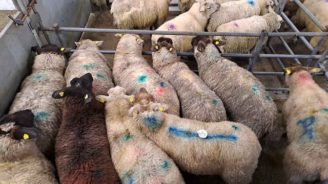 Sheep marts: Ewe lambs fetch €164/head at Ballinrobe Mart