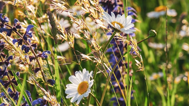 OEP: Urgent action needed to protect key nature areas in NI