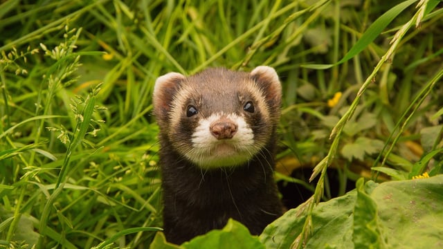 100 ferrets have been caught on Rathlin Island