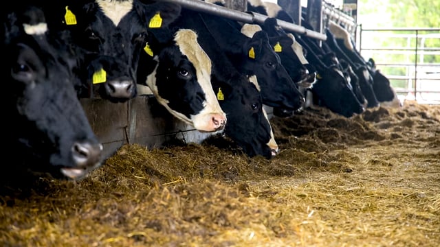 Modern dairy cow output equal to '19 finished cattle' - vet