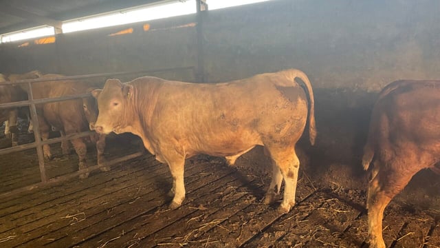 Beef kill: Young bull supplies in decline but overall kills up
