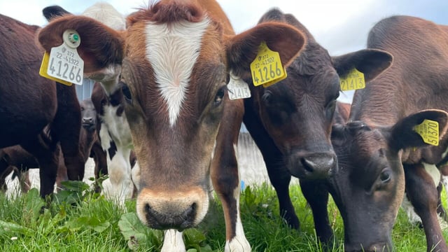 Laois seminar to focus on future of dairy calf to beef