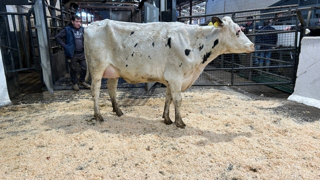 In pictures: 148th Taaffe auctions Carnaross dairy sale