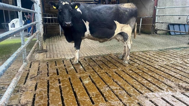 Carnew Mart dairy sale brings top price of €2,100