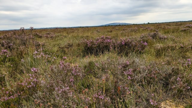 Join the IPCC for scrub management on Lodge Bog