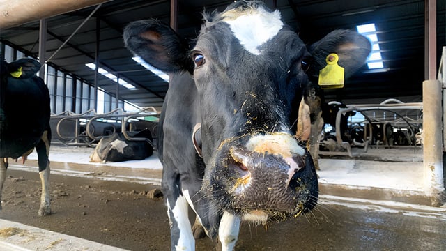Scottish BSE case will not impact Northern Ireland's risk status