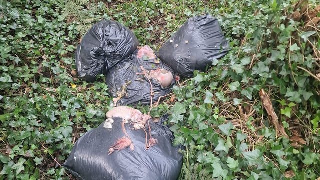 Dismembered sheep carcasses dumped in Meath bog