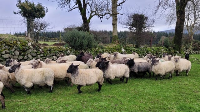 Dispersal sale of 500 in-lamb ewes set for Tullow Mart