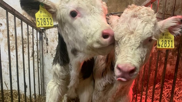 Watch: Different breed twins born to same cow on Galway dairy farm