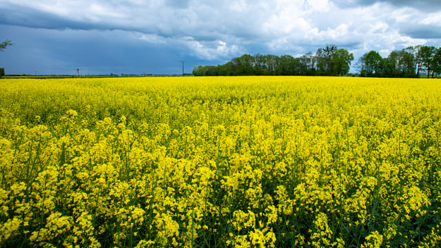 'Strongest set' of oilseed rape pest management strategies released