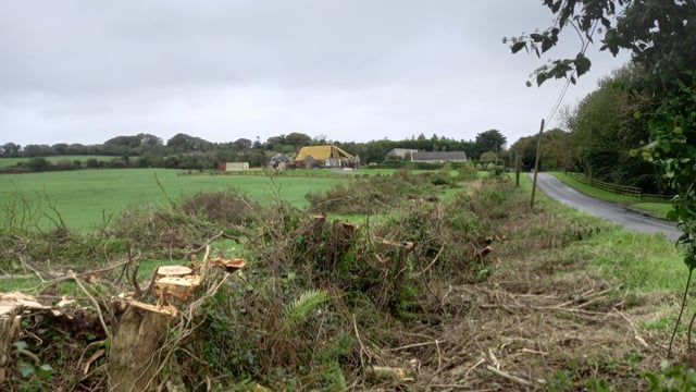Letter to the editor: Stop butchering our hedgerows