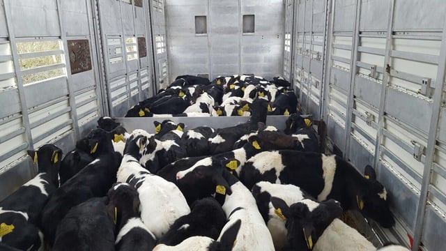 'Significant implications' for calf exports under EU proposals - Bord Bia CEO