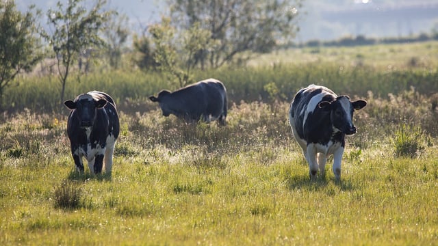 Number of cows reduced by around 27,000 in 2023
