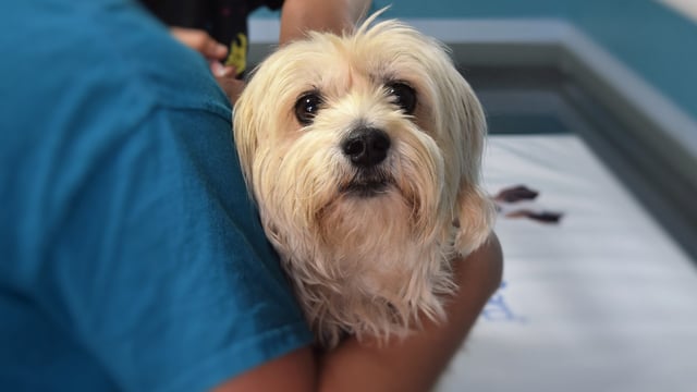 Vet prices and treatments 'must be fair'  - Sugden
