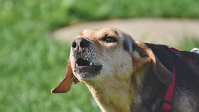 Healy-Rae opposes proposed ban on electronic shock dog collars