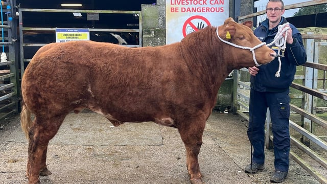 Mart report: 14 bullocks make €3,000 or more at Carnew