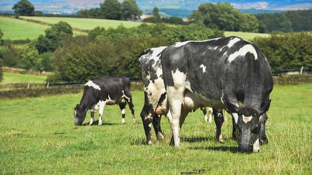 Minister warns about 'complacency coming in' on securing next derogation
