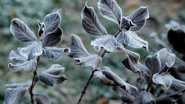 Met Éireann issues low temperature and ice warning