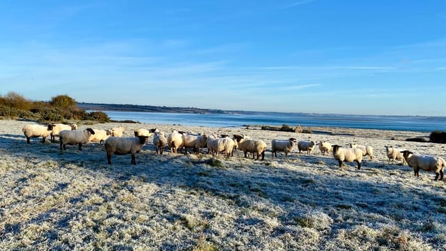 Sheep trade: Lamb and ewe prices rise by 10c/kg