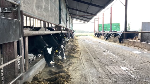 Dairy Focus: Operating a housed system in Offaly