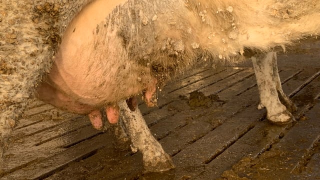 Keeping E. coli mastitis at bay in freshly-calved cows