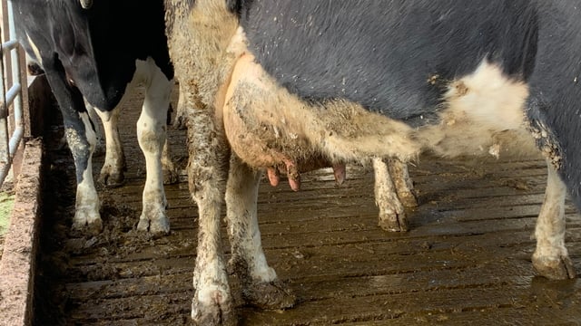 ICMSA: Irish milk prices 'bumping along the bottom'
