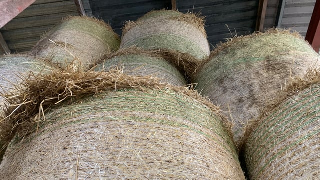 Fodder shortage 'worsening' as rain persists - ICMSA