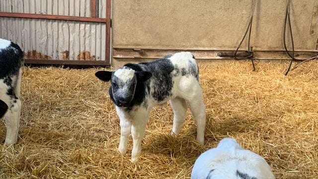 Dairy-beef: What are calf buyers looking for?
