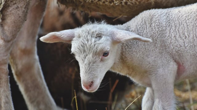 Gardaí warn dog owners that farmers can shoot animals 'worrying' sheep
