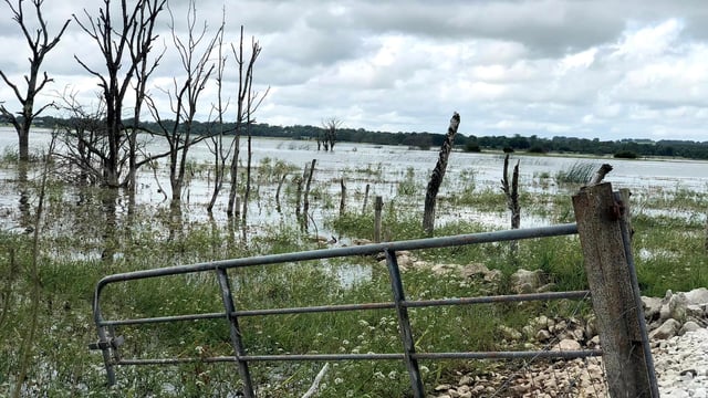 Trying to farm around flooded land at Lough Funshinagh