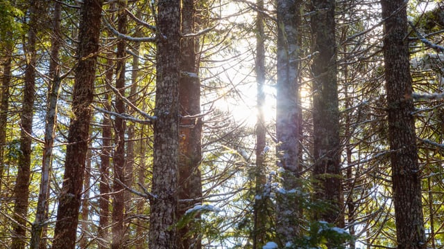 EU agri ministers approve new 'forest monitoring framework'