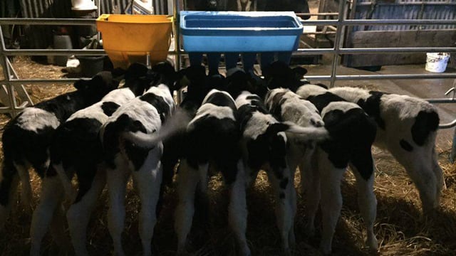 Keeping cases of calf scour to a minimum this calving season