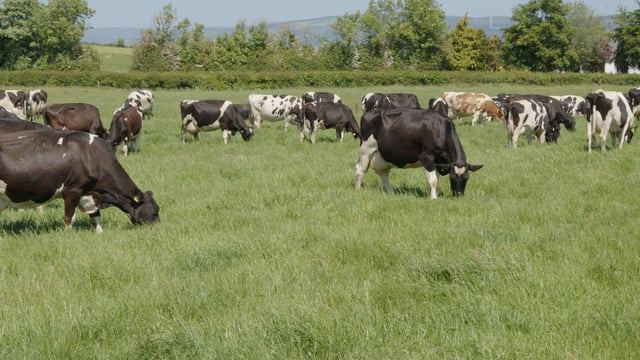Thomas Duffy: Inevitability around derogation is short-sighted