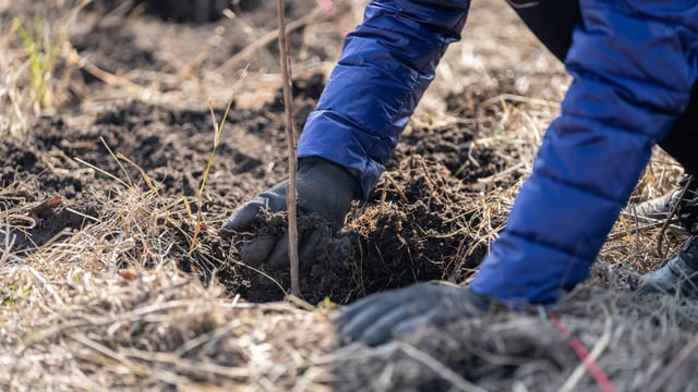 ACRES: Deadline for hedgerow and tree planting extended to March 2025