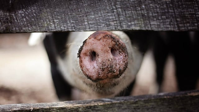 Irish Pig Health Society symposium lineup for 2025 announced