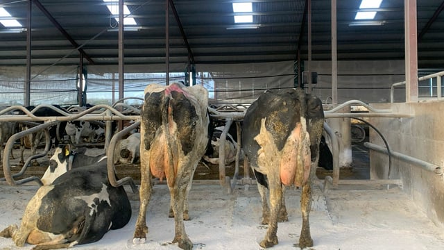 Housing cattle to cut nitrogen 'not a very good solution' - McGoff