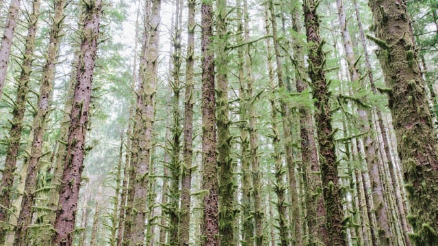 'Tree corridors most frustrating discussion I've had' - Taoiseach