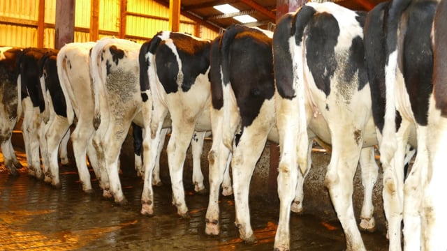 Willofarm dispersal sale brings top price of 2,700gns