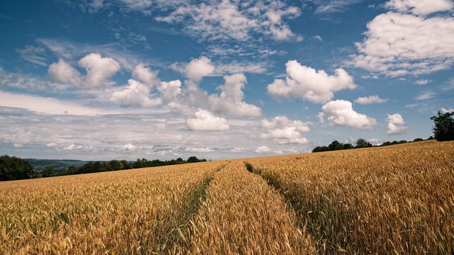Report: Price of arable land per ha soars year on year in Ireland
