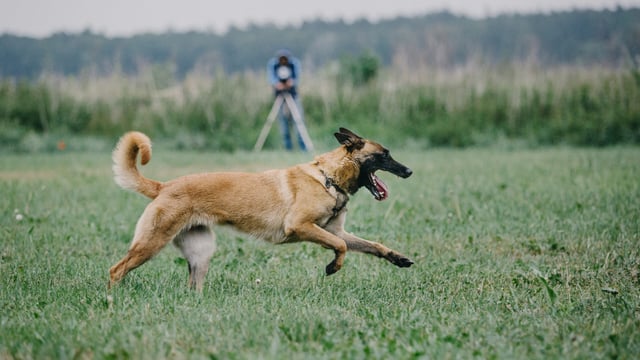 Dog owners warned about poisonous plants in green areas