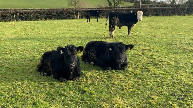 January dry spell: Is it too early to commence grazing?