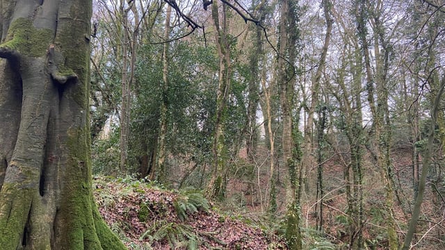 Minister: DAFM is ready to reach forestry targets