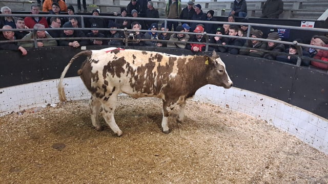 'Phenomenal prices' for cattle at Elphin over the past week