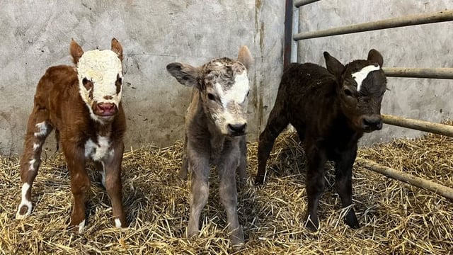 Triplet heifer calves born on Co. Monaghan farm