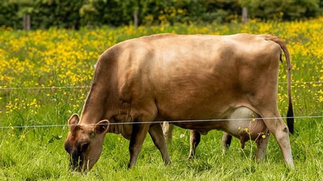 Airfield Estate working farm to host 'taster' sessions for businesses
